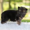 Image of Harlow, a German Shepherd puppy