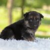 Image of Harper, a German Shepherd puppy