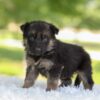 Image of Harper, a German Shepherd puppy