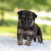 Image of Harper, a German Shepherd puppy