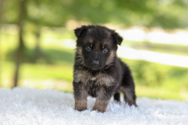 Image of Harper, a German Shepherd puppy