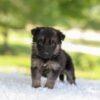 Image of Harper, a German Shepherd puppy