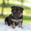 Image of Haven, a German Shepherd puppy