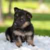 Image of Haven, a German Shepherd puppy