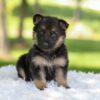 Image of Haven, a German Shepherd puppy