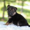 Image of Haven, a German Shepherd puppy