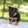 Image of Haven, a German Shepherd puppy