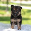 Image of Haven, a German Shepherd puppy