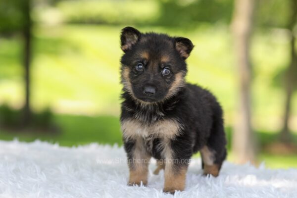 Image of Haven, a German Shepherd puppy