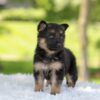 Image of Haven, a German Shepherd puppy