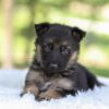 Image of Hayden, a German Shepherd puppy