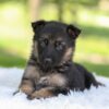 Image of Hayden, a German Shepherd puppy