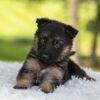 Image of Hayden, a German Shepherd puppy