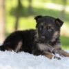 Image of Hayden, a German Shepherd puppy