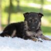 Image of Hayden, a German Shepherd puppy
