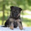 Image of Hayden, a German Shepherd puppy