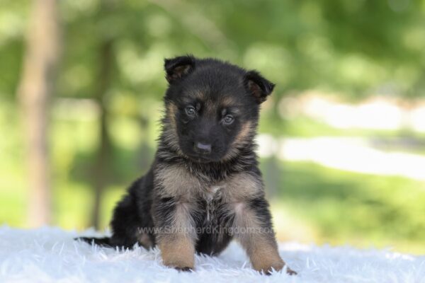 Image of Hayden, a German Shepherd puppy