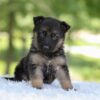 Image of Hayden, a German Shepherd puppy