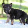 Image of Hazel, a German Shepherd puppy