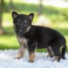Image of Hazel, a German Shepherd puppy