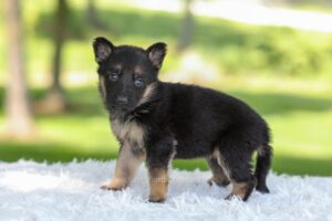 Image of Hazel, a German Shepherd puppy