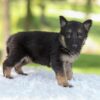 Image of Hazel, a German Shepherd puppy