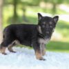 Image of Hazel, a German Shepherd puppy