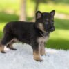 Image of Hazel, a German Shepherd puppy