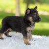 Image of Hazel, a German Shepherd puppy