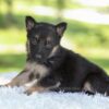 Image of Hazel, a German Shepherd puppy
