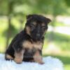 Image of Hope, a German Shepherd puppy