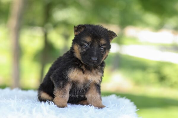 Image of Hope, a German Shepherd puppy