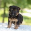Image of Hope, a German Shepherd puppy