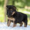 Image of Hope, a German Shepherd puppy