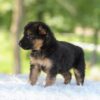 Image of Hope, a German Shepherd puppy