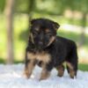 Image of Hope, a German Shepherd puppy