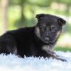Image of Houston, a German Shepherd puppy