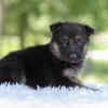 Image of Houston, a German Shepherd puppy