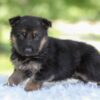 Image of Houston, a German Shepherd puppy