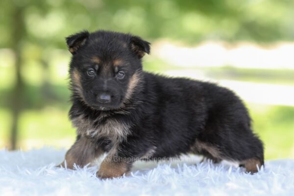 Image of Houston, a German Shepherd puppy