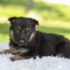 Image of Houston, a German Shepherd puppy
