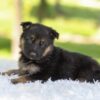Image of Houston, a German Shepherd puppy