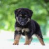 Image of Jace, a German Shepherd puppy
