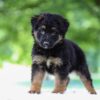Image of Jace, a German Shepherd puppy
