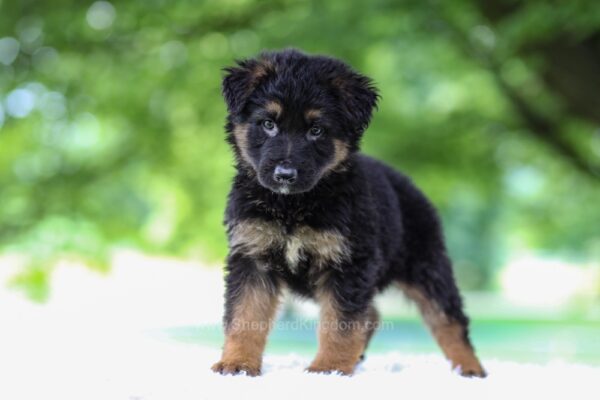 Image of Jace, a German Shepherd puppy