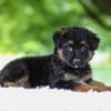 Image of Jace, a German Shepherd puppy