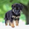 Image of Jace, a German Shepherd puppy