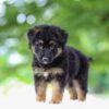 Image of Jace, a German Shepherd puppy
