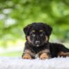 Image of Jace, a German Shepherd puppy