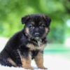 Image of Jaxon, a German Shepherd puppy